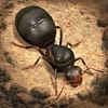 Ants Underground Bot Icon